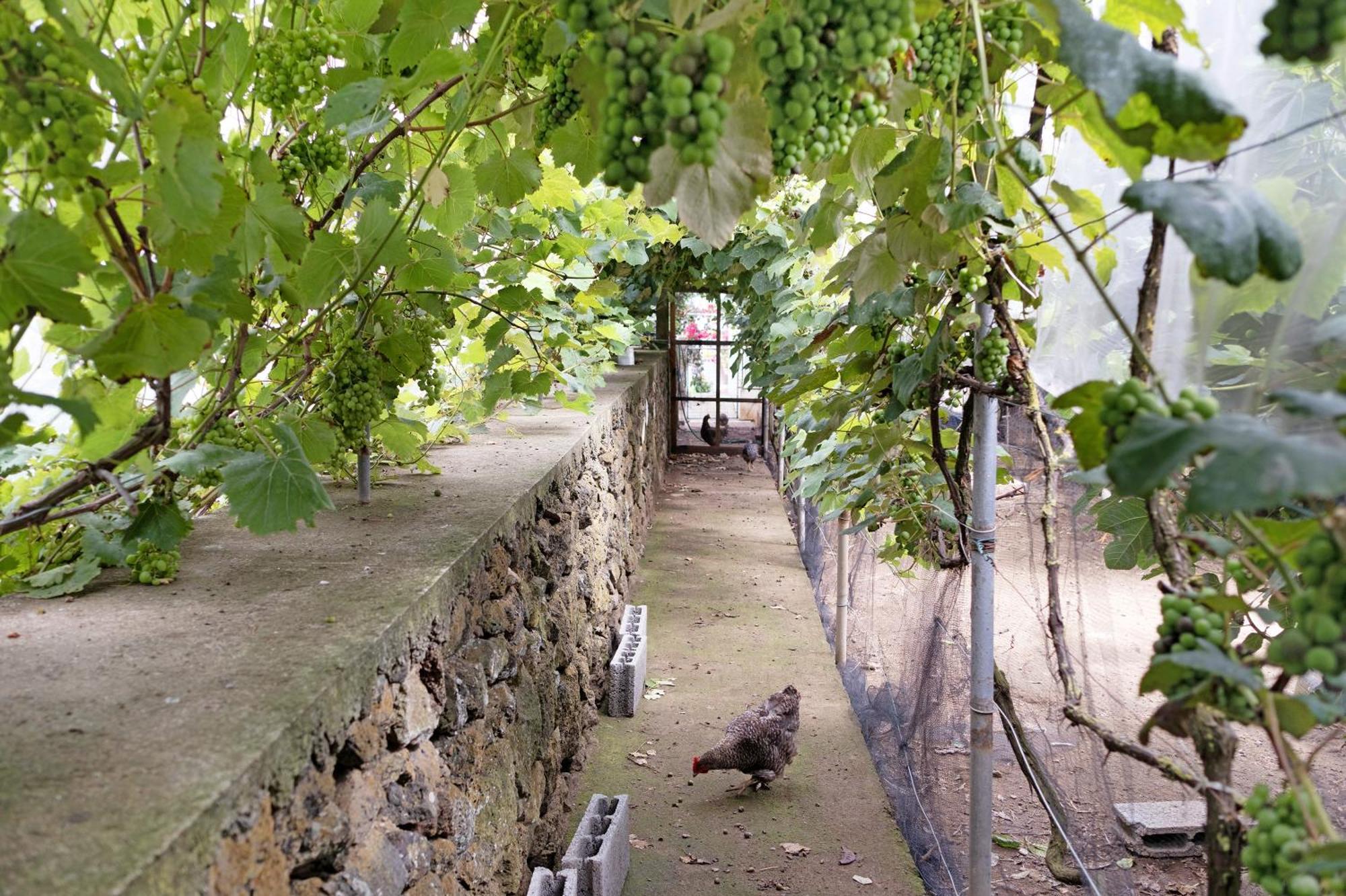 Casa Das Rosas Angra do Heroísmo Extérieur photo